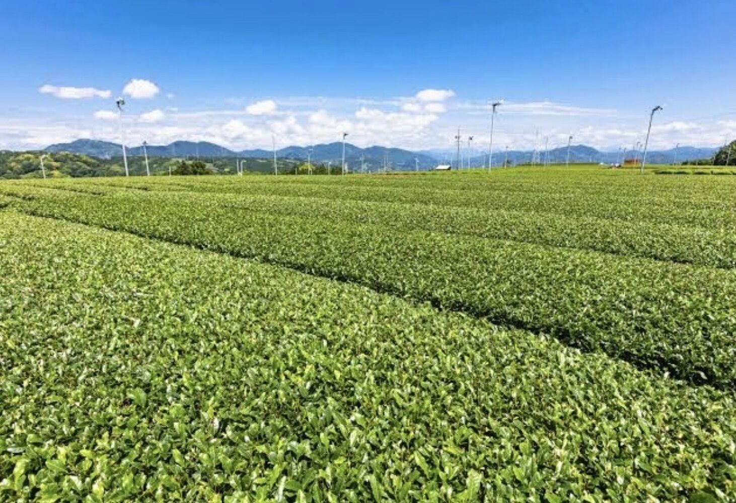 千代田区　半蔵門駅前にある整体院　5月のストレス対策(６つのポイント)