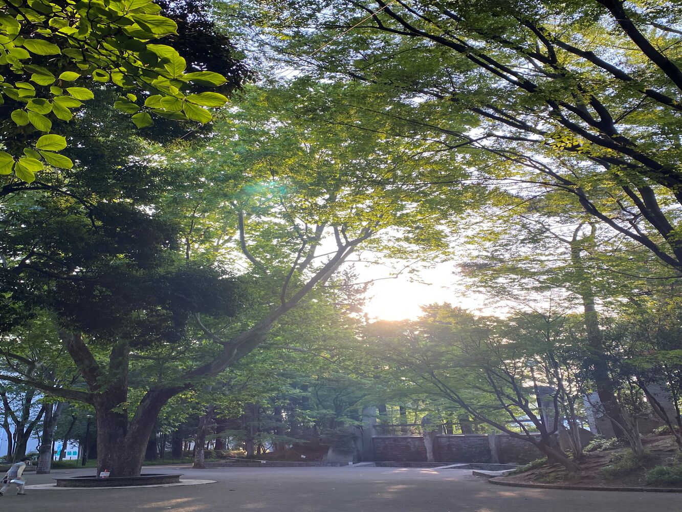 千代田区　半蔵門にある整体院　森林浴のススメ